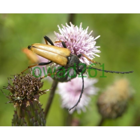 Stictoleptura rubra (Linnaeus, 1758) male